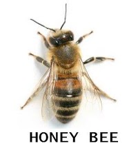 A1 Beekeepers 372252 Image 0